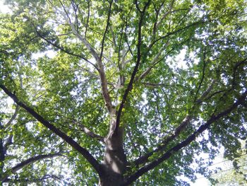 Low angle view of trees in forest