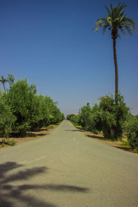 Road by palm trees against clear sky