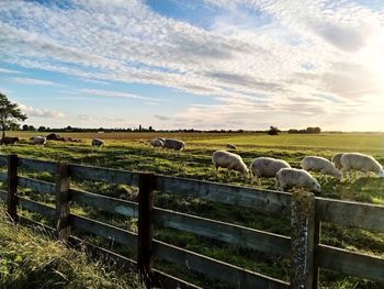 Flock of sheep in farm