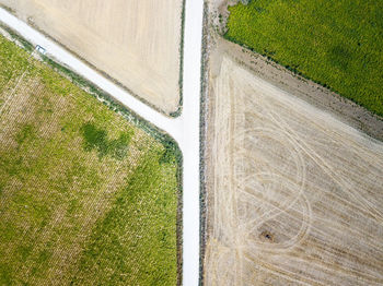 High angle view of crops on field