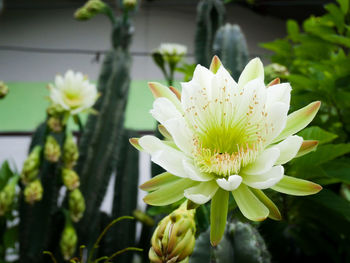 Close-up of white flower blooming outdoors