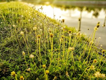 Close-up of grass growing in water