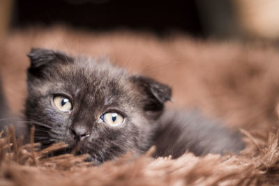 Close-up portrait of kitten