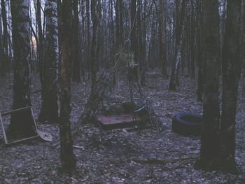 Trees in park