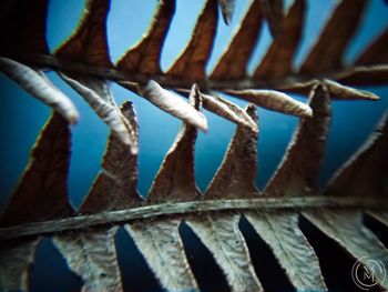 Close-up of barbed wire