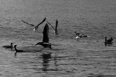 Seagulls flying over lake