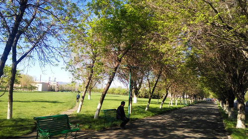 Trees in park
