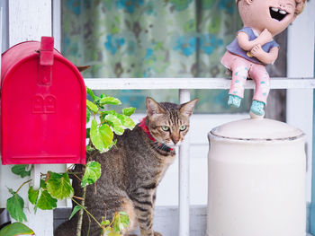 Side view of tabby cat sitting at porch