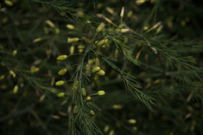 Close-up of plant