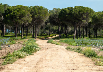 Dirt road amidst trees