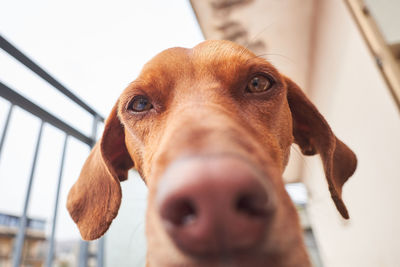 Close-up portrait of dog