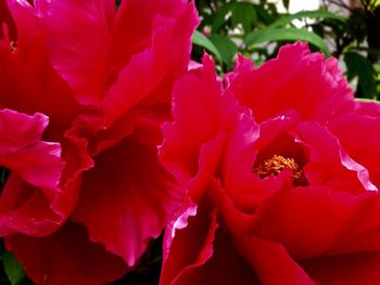 Close-up of pink flowers blooming outdoors