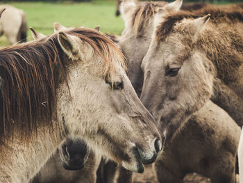 Close-up of a horse