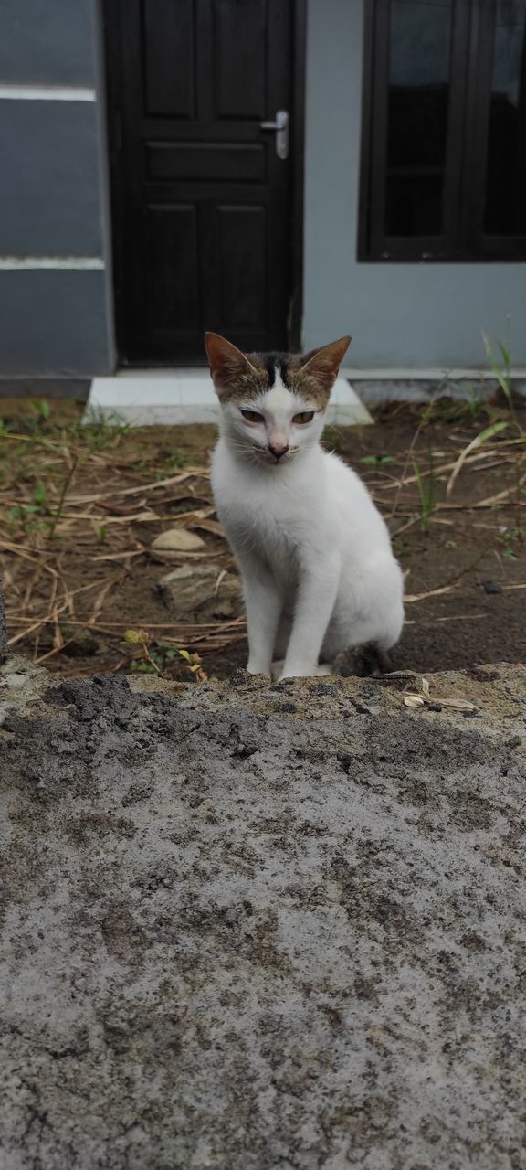 PORTRAIT OF WHITE CAT SITTING ON ENTRANCE OF BUILDING