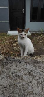 Portrait of white cat sitting on door