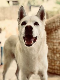 Close-up portrait of dog