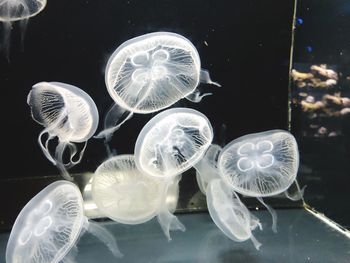 Close-up of jellyfish swimming in sea