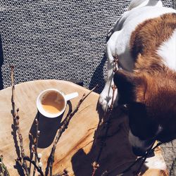 High angle view of dog by coffee cup on table