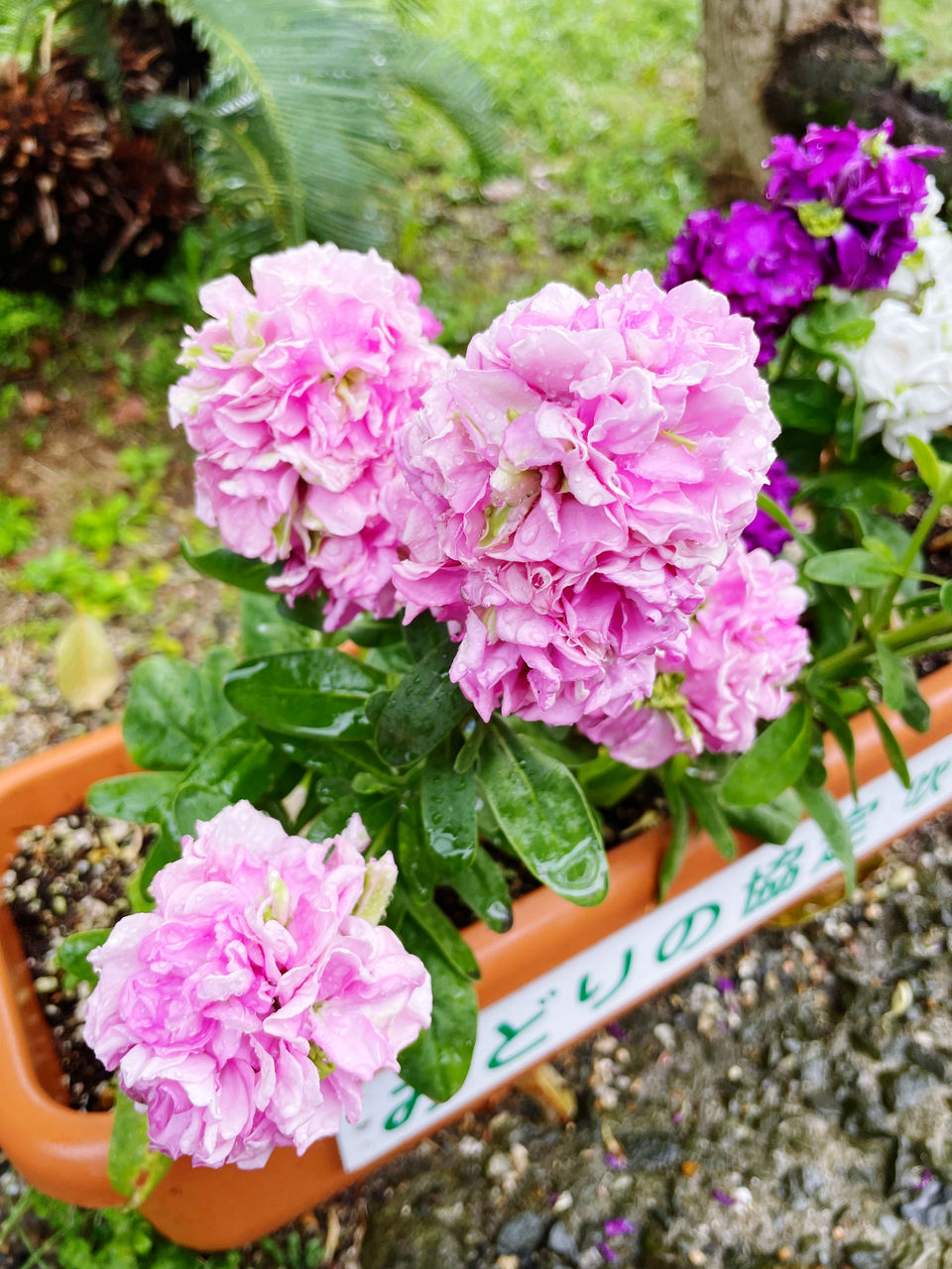 Springtime Rainy Day Spring Flowers Spring Is Coming  Flower Pink Nature