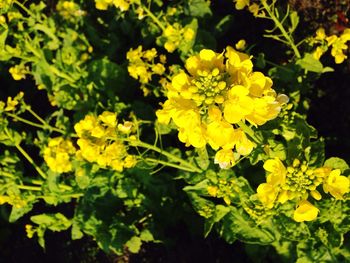 Close-up of yellow flowers