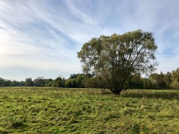 Tree on field against sky