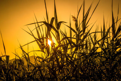 Close-up of stalks against sky during sunset