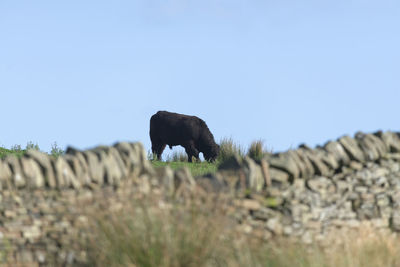 Out of focus dry stone wall in the yorkshire peak district frames a single large male bull cow