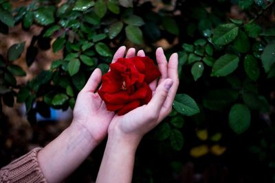 Cropped hand holding rose on plant