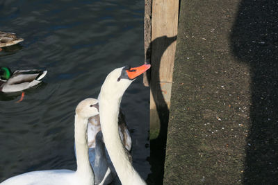 High angle view of swans swimming on lake