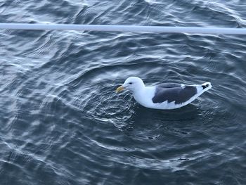 High angle view of seagull swimming in lake