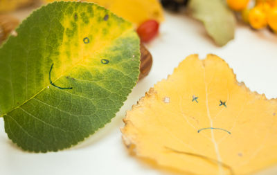 Close-up of yellow leaf