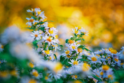 Close-up of yellow flowering plant on field