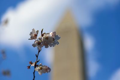 Close-up of cherry blossom