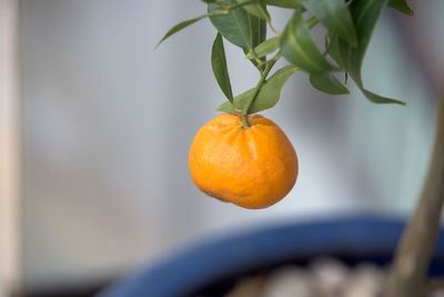 Close-up of orange on tree