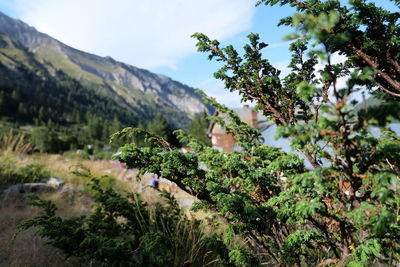 Close-up of tree branches