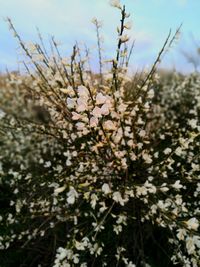 Close-up of flowers on tree