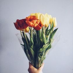 Close-up of hand holding flowers against gray background