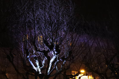 Low angle view of illuminated tree against sky at night