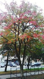 Trees growing in a park