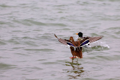 Close-up of birds on lake