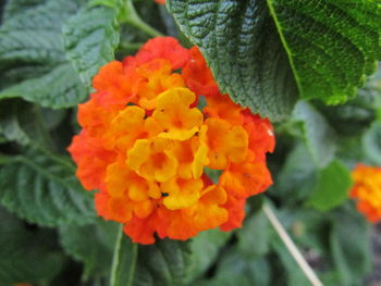 Close-up of orange flowering plant