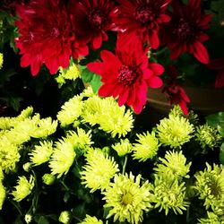 Close-up of red flowers