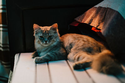 Close-up portrait of cat