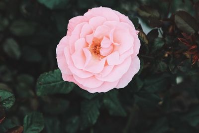 Close-up of pink rose