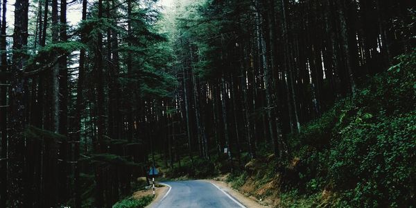 Road amidst trees in forest