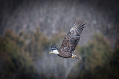 Low angle view of eagle flying