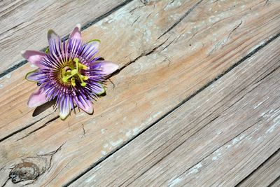 Close-up of passion flower on wood