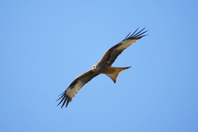 Low angle view of eagle flying against clear blue sky