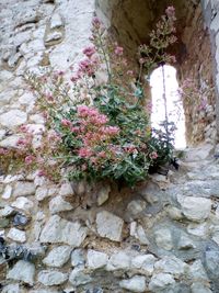 Close-up of pink flowering plants on wall