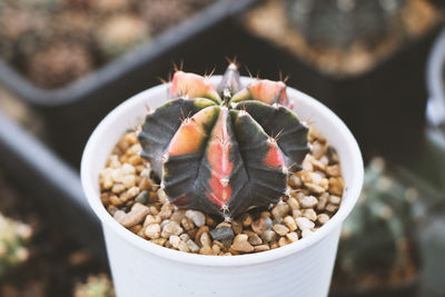 Cropped hand of woman holding potted plant